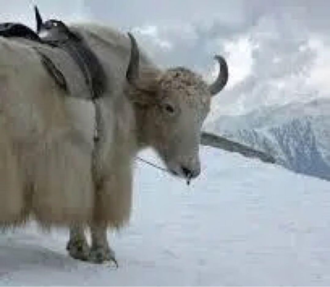 希少・美品 西ヒマラヤのヤクの手織ラグ　約95×166cm