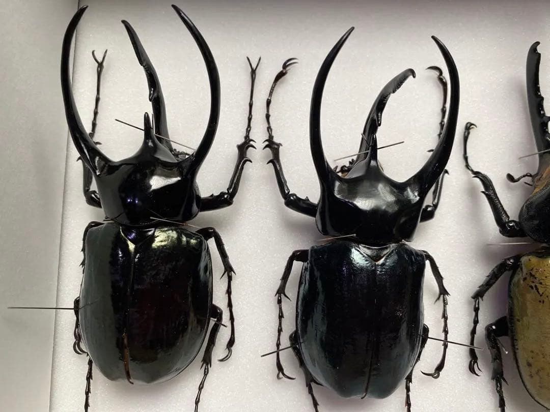 コーカサスオオカブト　ヘラクレスオオカブト　オス×4 標本