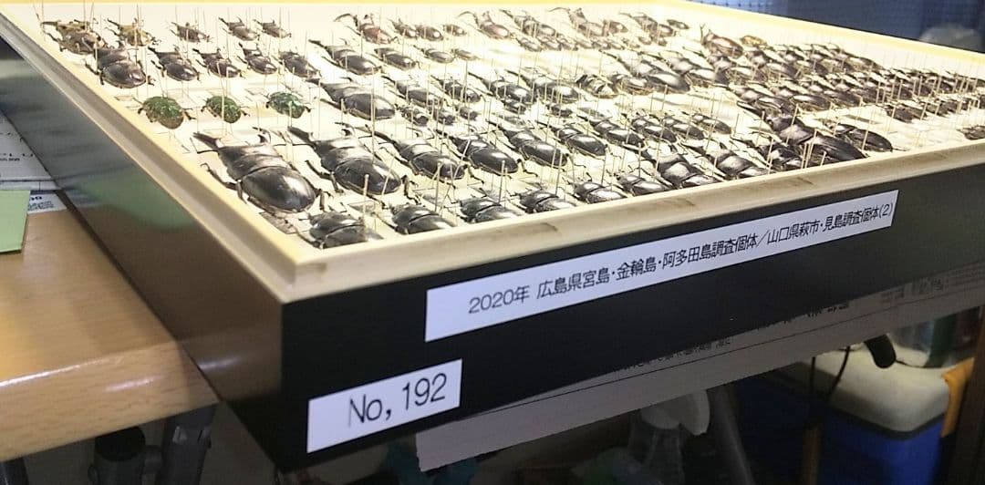 村山輝記採集・製作　クワガタ調査標本No.192（流出品）