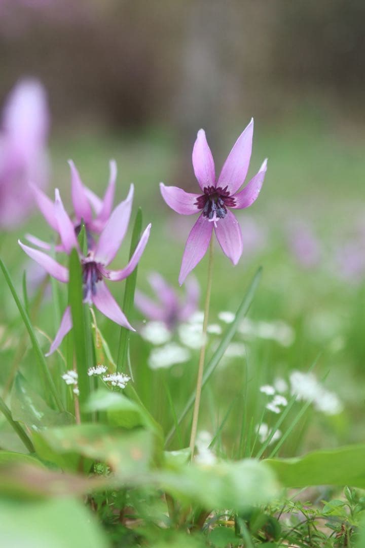 rf35mm f1.8 マクロ is stm