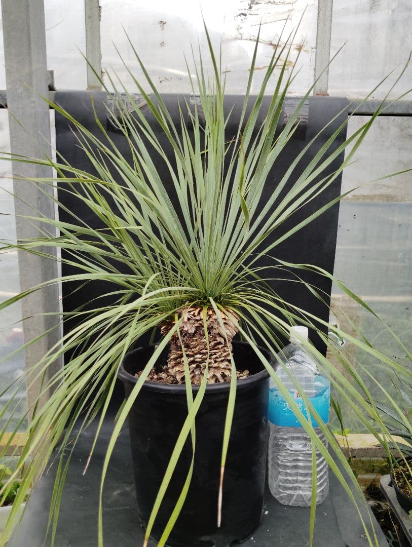 s*a様 ユッカ　ロストラータ　2頭