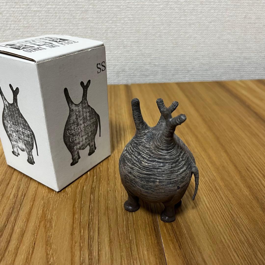 OZWRT Pachypodium Graciliphant グラキリファン