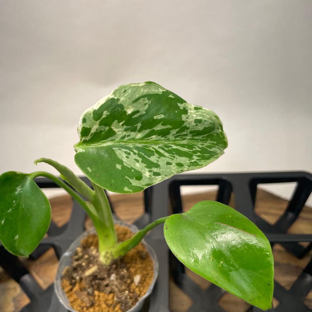 に*y様 A11品種保証！斑入り保証！Bulbasaurモンステラ バルバソー