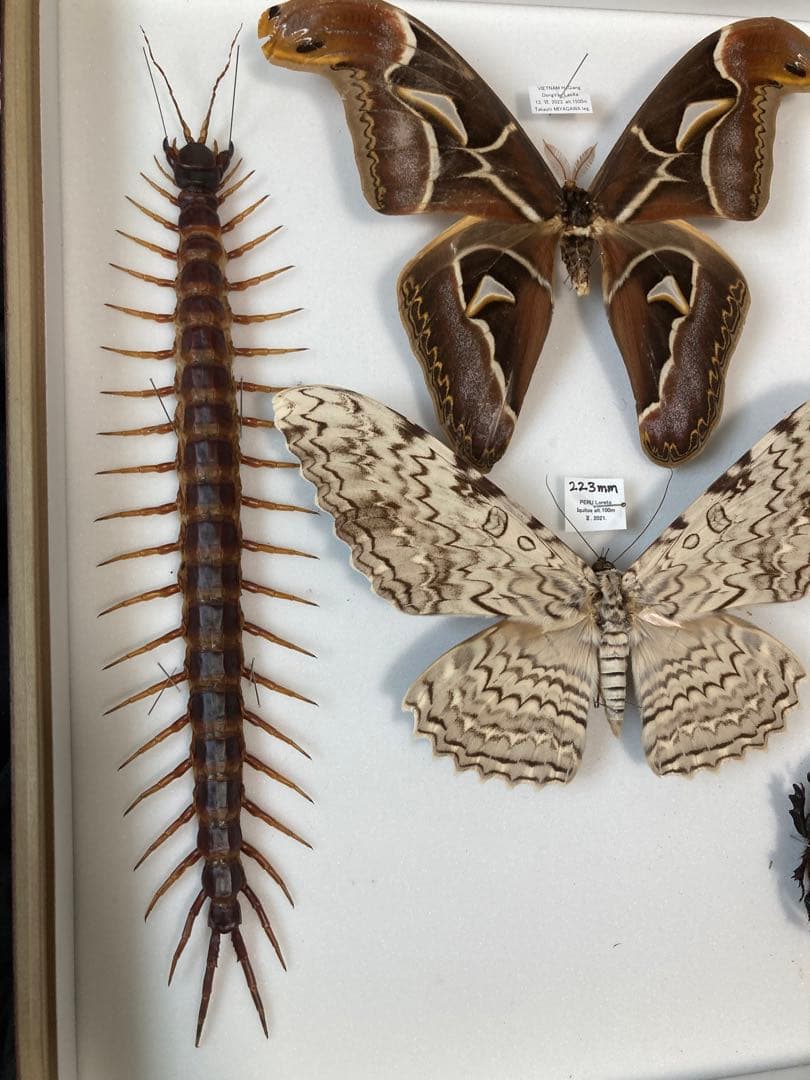 特大ペルビアンジャイアントセンチピード35cm 2枚目に完成品 希望金額コメント