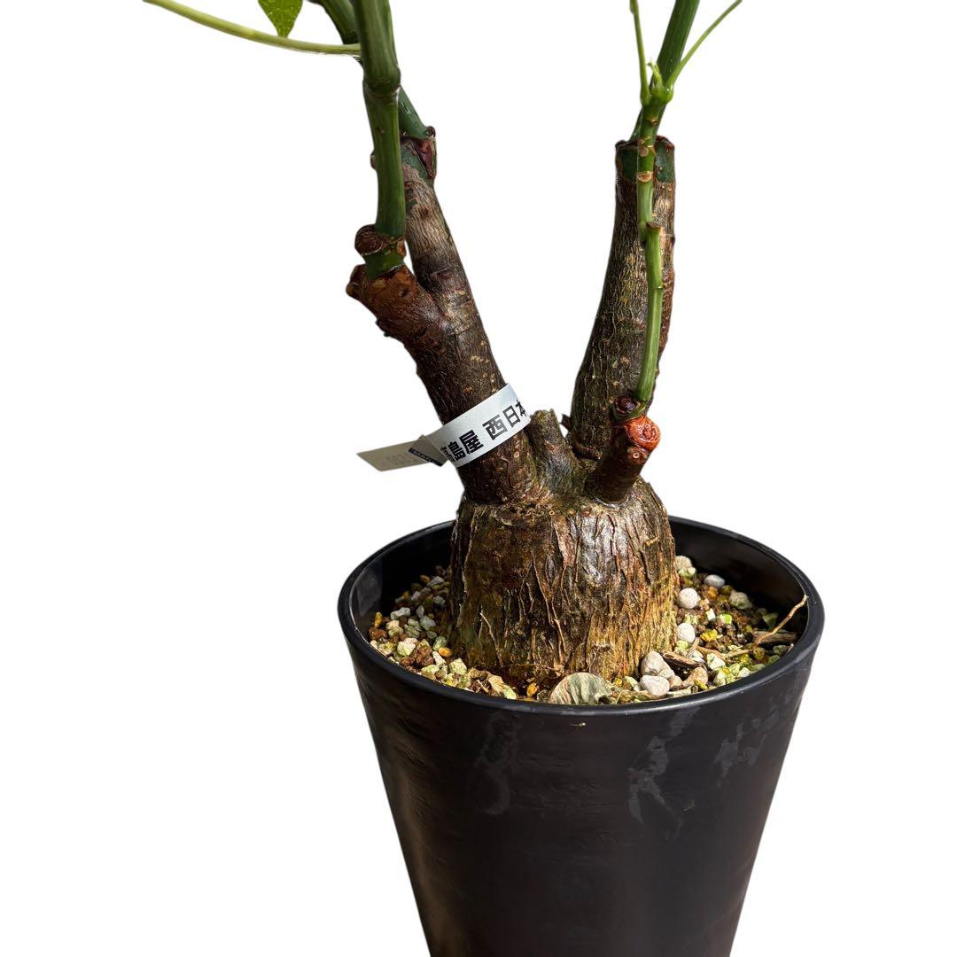 確認用NAO パキラ ミルキーウェイ 斑入り 4箇所接木 太幹 80cm