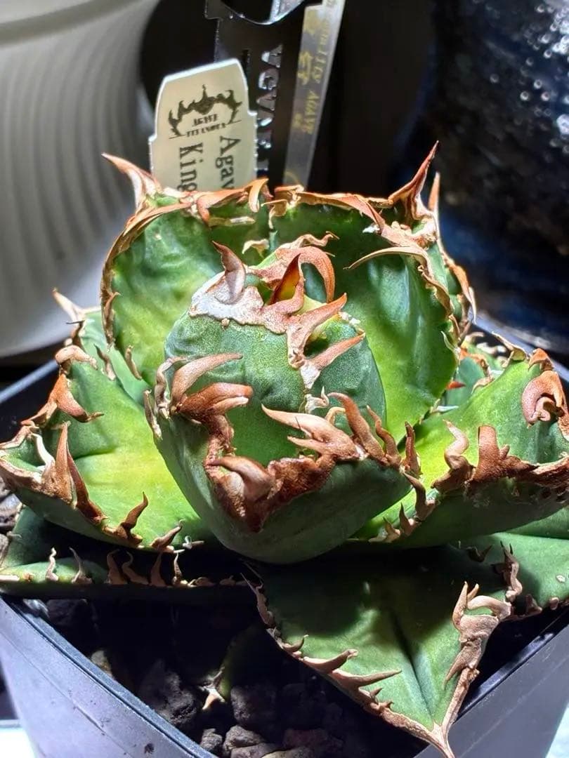 アガベチタノタ　皇冠　クラウン　親株　子株付き 　コレクション株　⭐︎タグ３枚付き