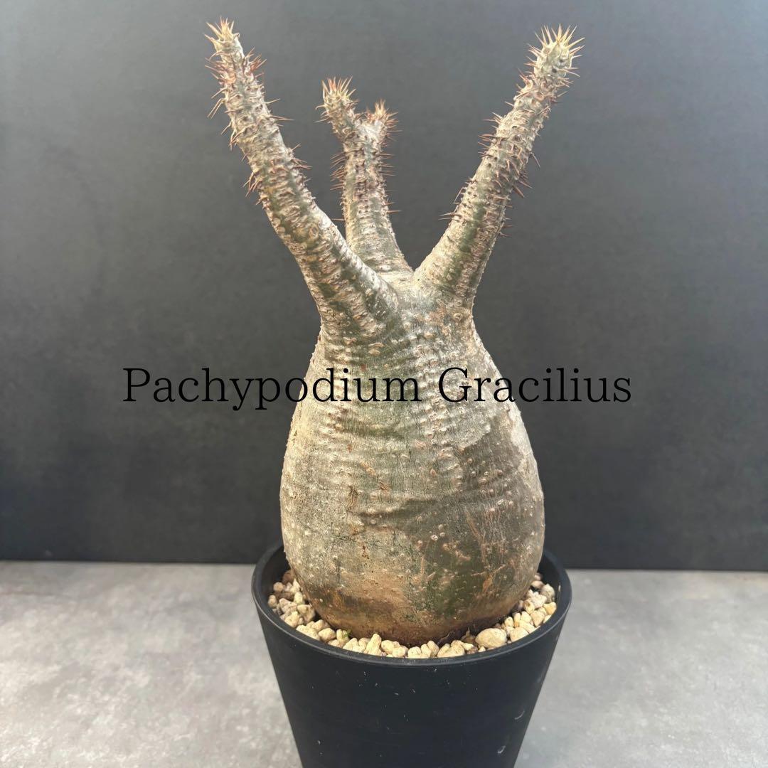 発根済 パキポディウム グラキリス 現地球 良型 塊根植物 コーデックス　NO4