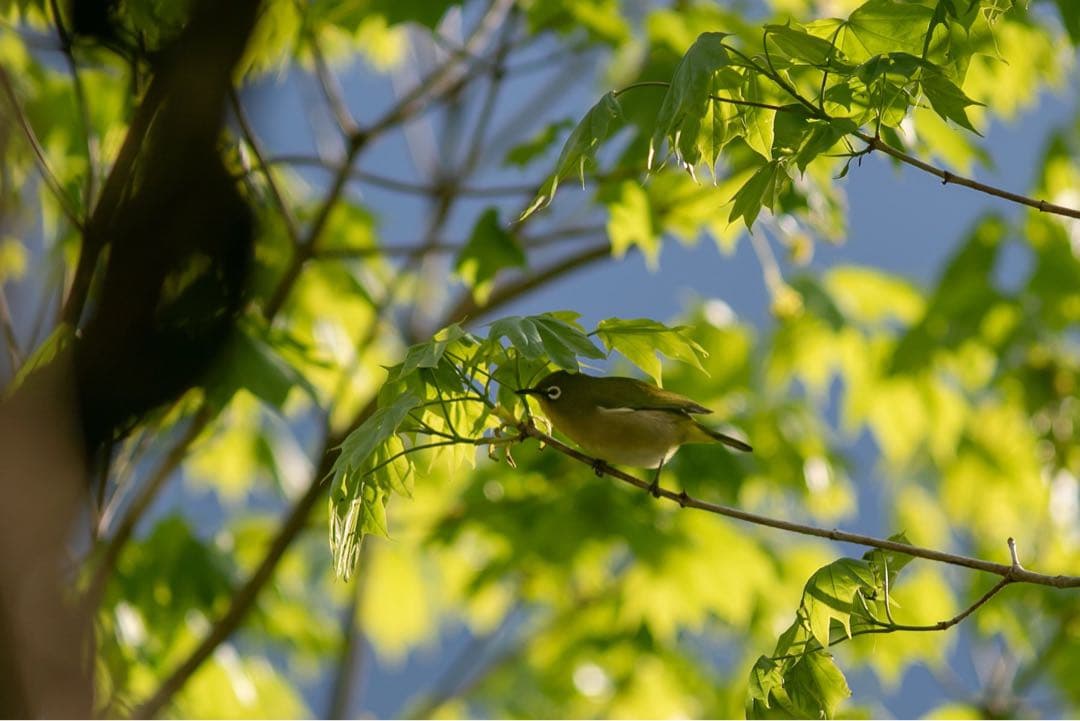 Canon EF 300mm f/4 L IS レンズ