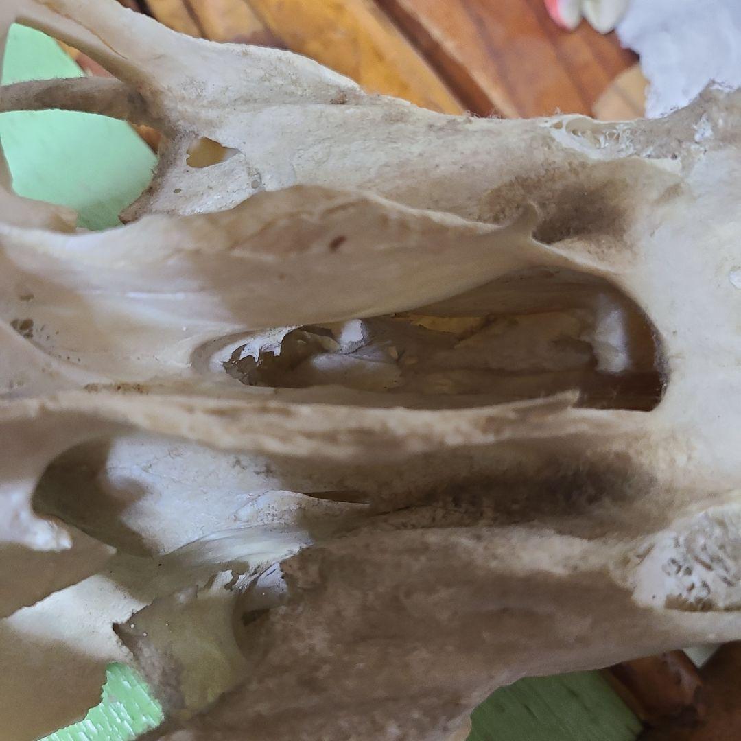 最終値下げ　バッファロースカル　牛頭蓋骨　壁掛け　オブジェ