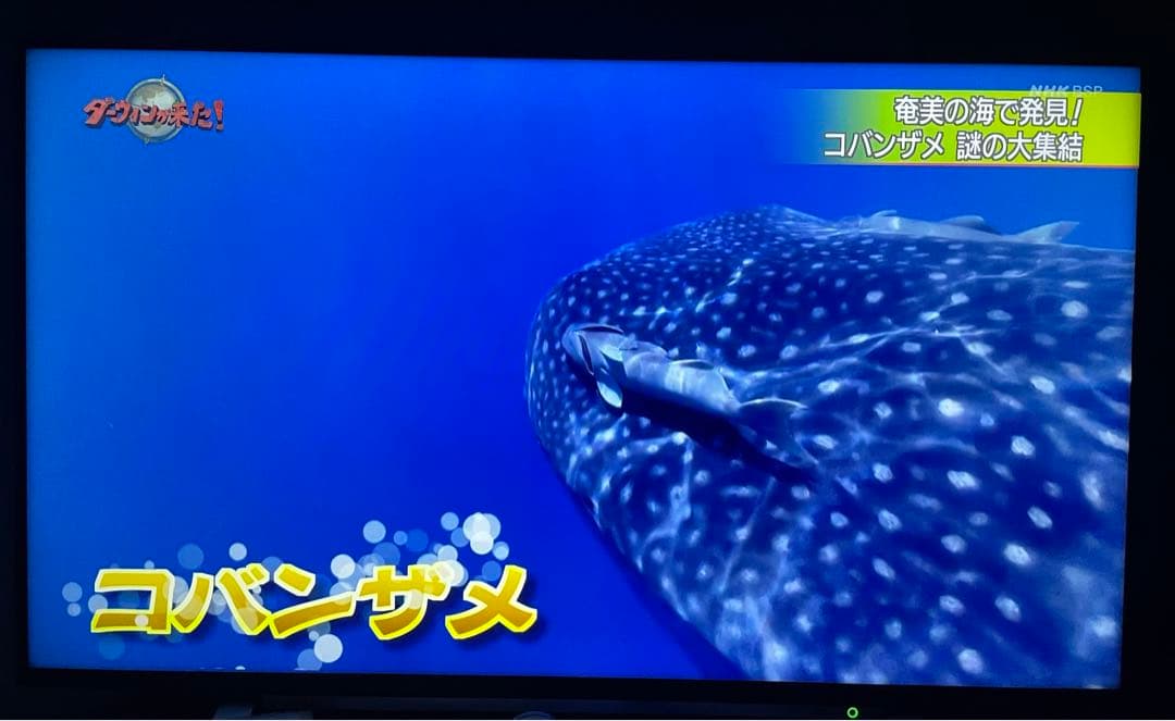 TOSHIBA REGZA 43M540X 4k 43インチ　2021