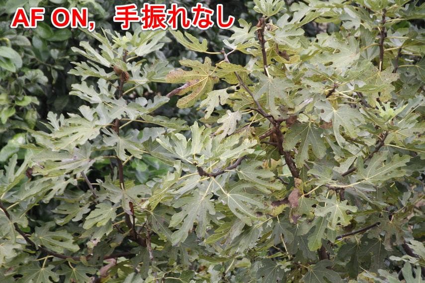 シグマ　SIGMA　18-200mm　キャノン用