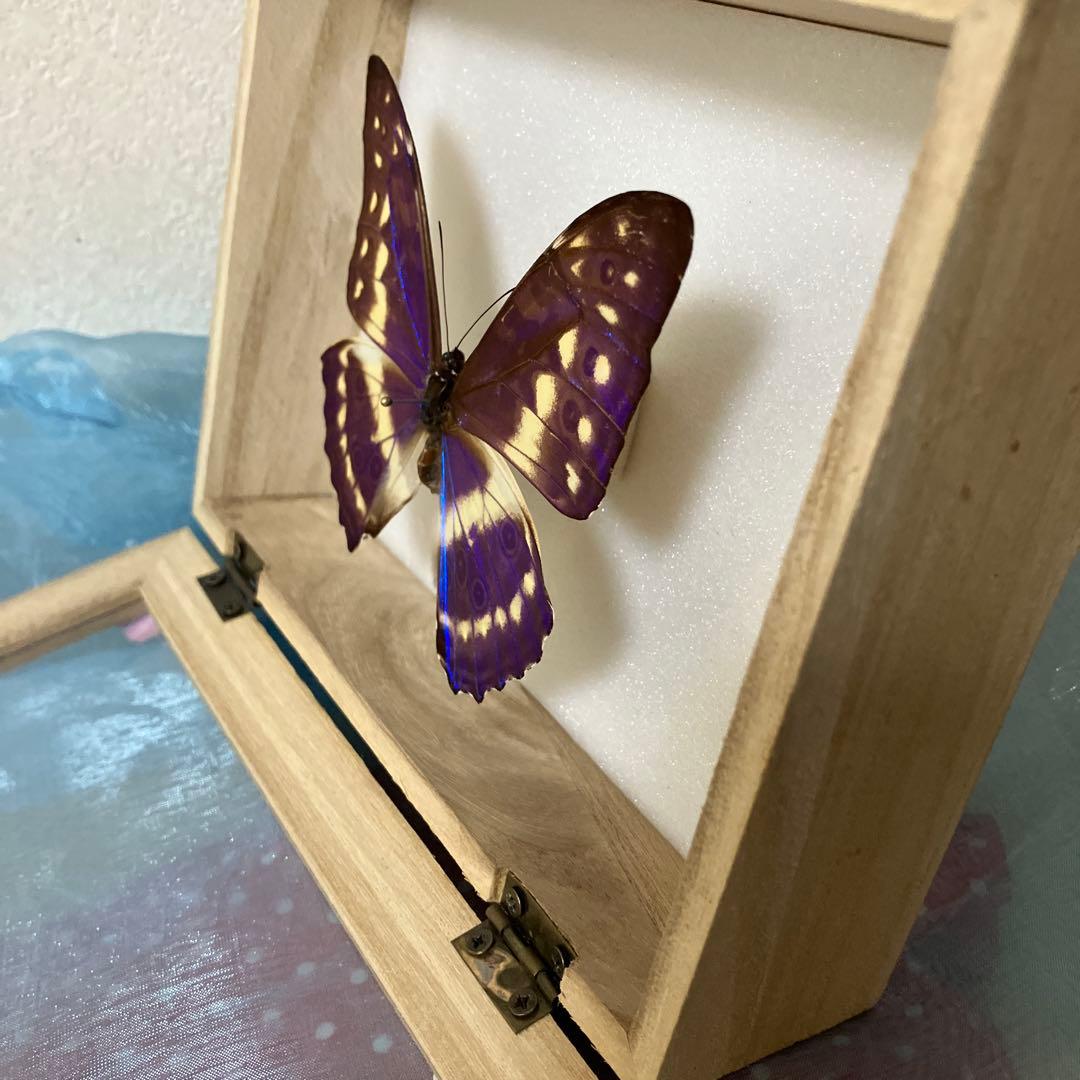 キプリスモルフォ♂