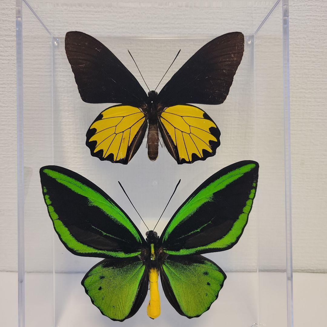 蝶の標本　トリバネチョウの世界(珍A1)