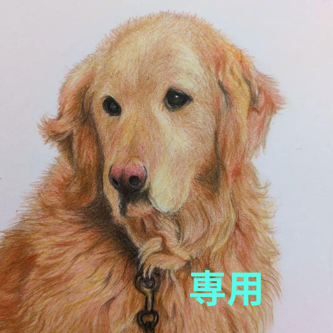 ウニ郎です♪　色鉛筆画 A5 犬・猫♡４枚