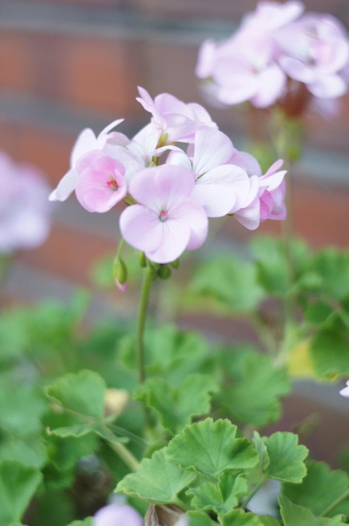 【富岡光学 ヤシカ】 Auto Yashinon DS 50mm F1.9