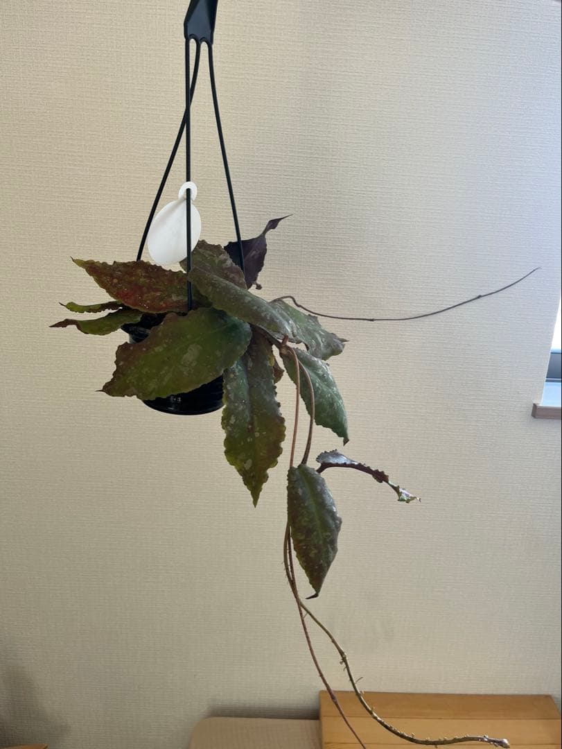 358mmmさま専用 ホヤ ウンデュラータ