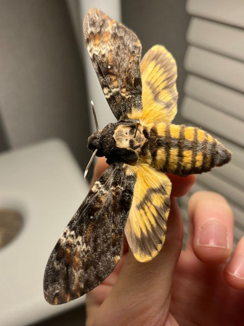 【完璧髑髏】 メンガタスズメ 羊たちの沈黙 標本 蛾 オオミズアオ 蝶