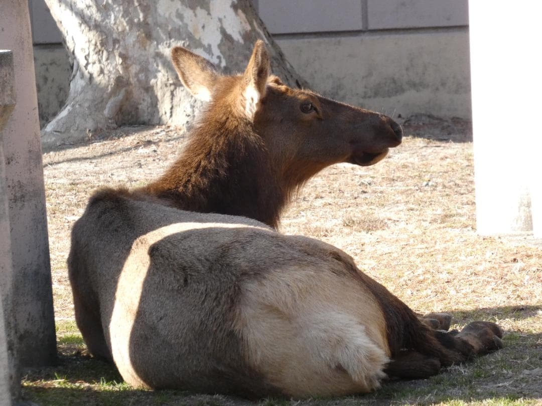 デジタルカメラ LUMIX DC-FZ85D