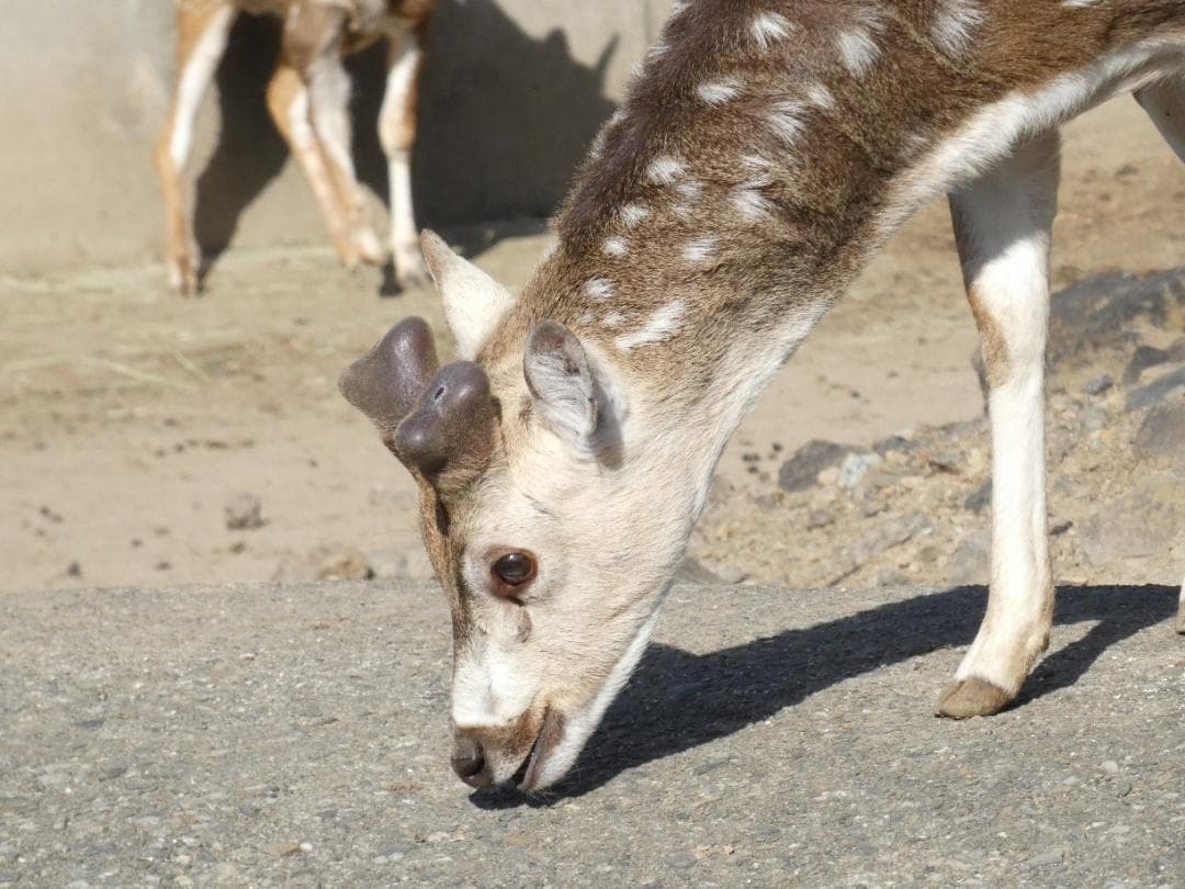 デジタルカメラ LUMIX DC-FZ85D