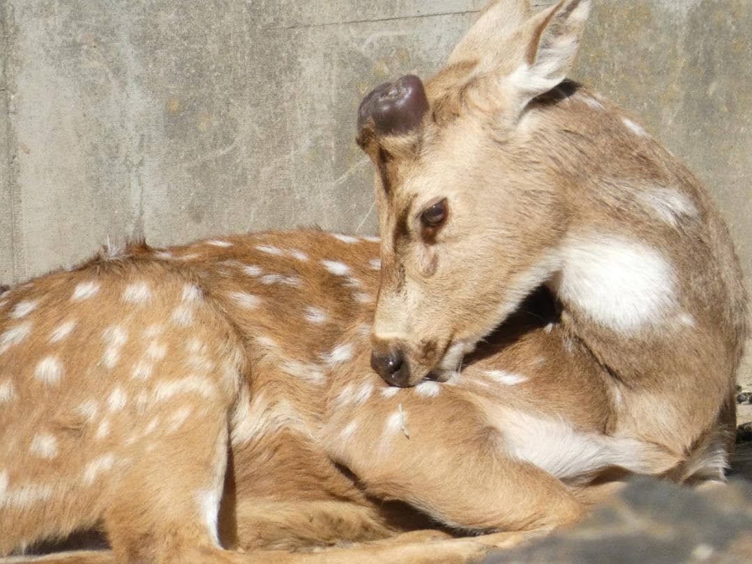 デジタルカメラ LUMIX DC-FZ85D