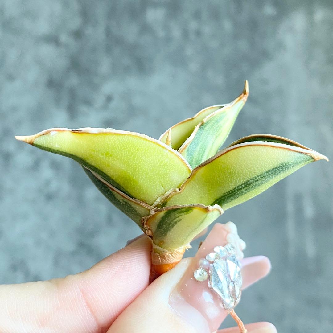 た*ん様 S11619★オークション販売★ サンスベリア ロリダ 極上斑入り株！