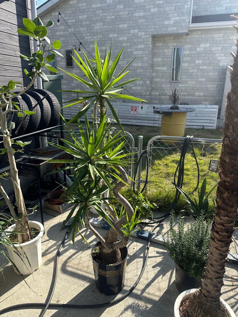 曲がりユッカ エレファンティペス約2メートル 引き取り限定