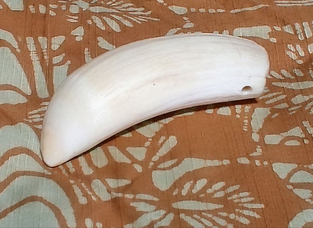 鯨歯 約10cm 約170g 抹香鯨