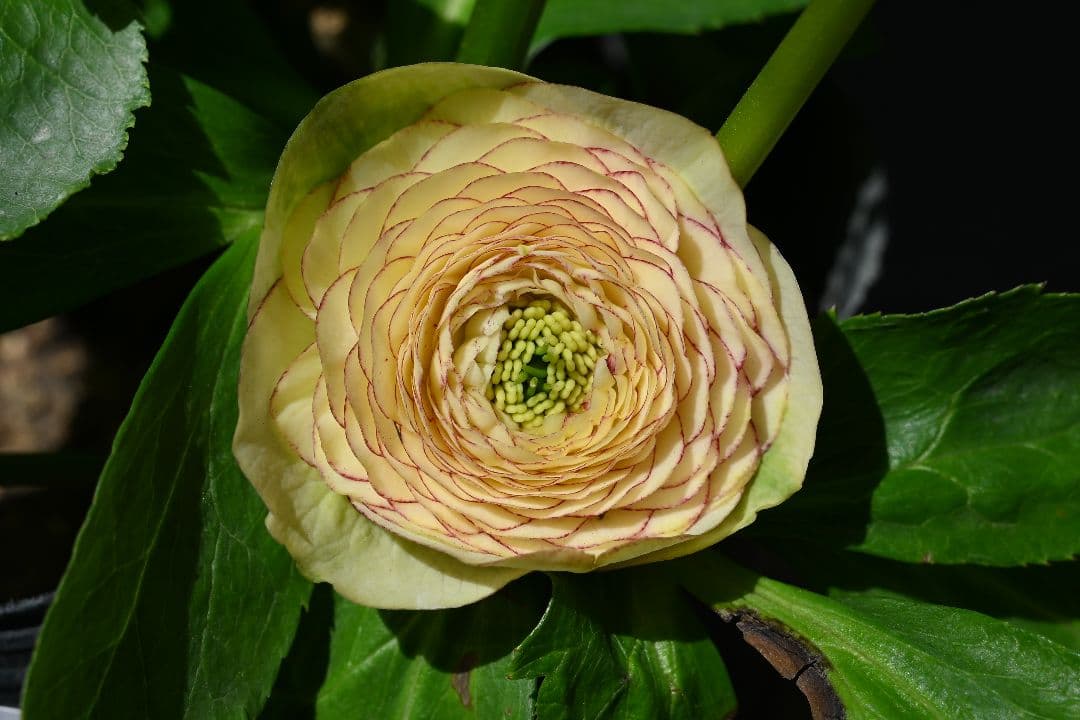 クリスマスローズ　必見！認定超アフロディーテ　加藤農園