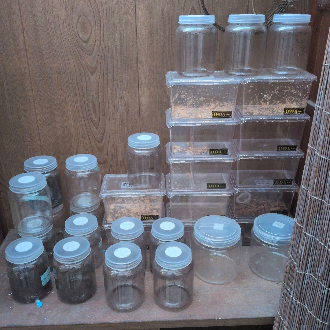 幼虫飼育用プラスチックケース