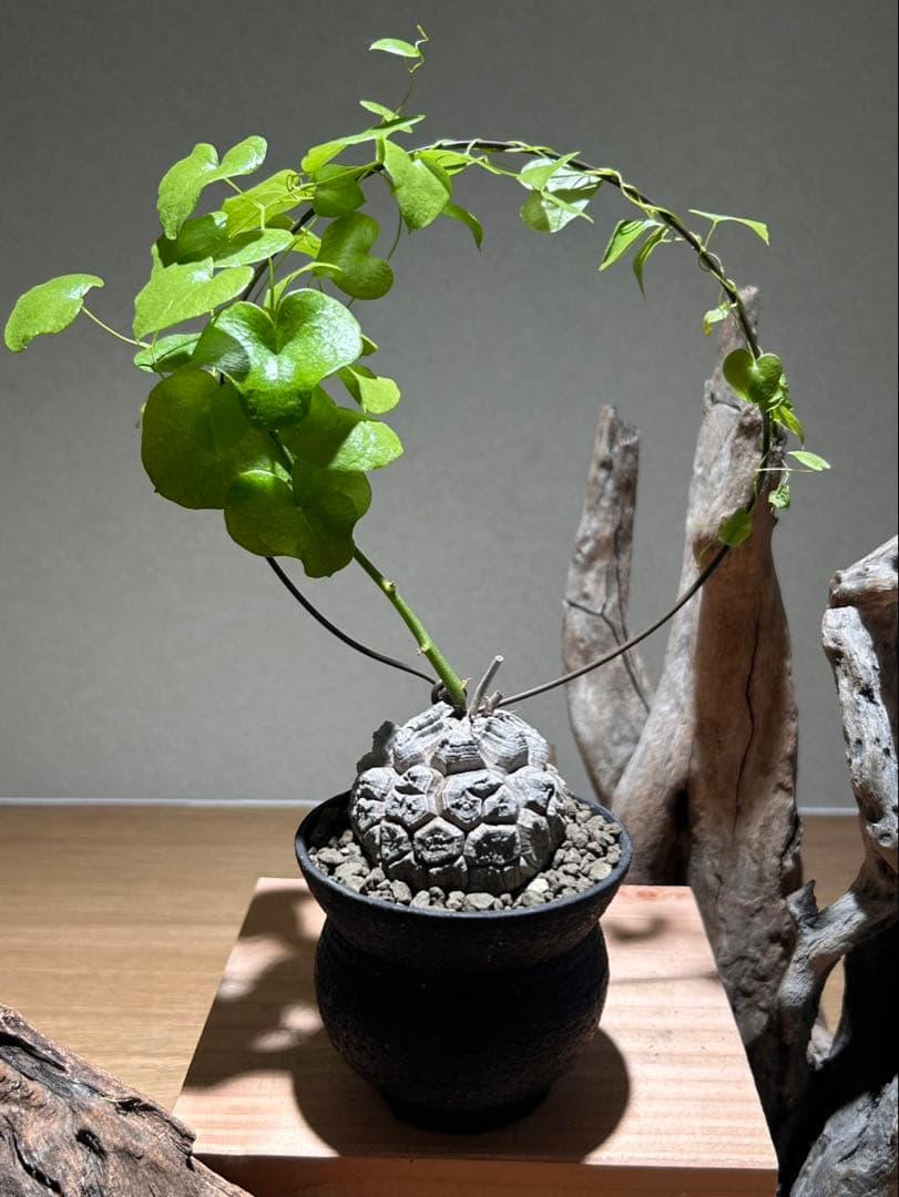 亀甲竜　信楽焼陶器鉢付き