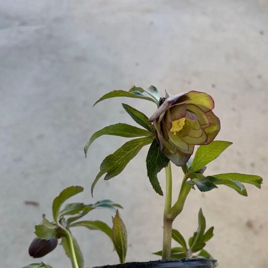 014 クリスマスローズ　開花株 ddグリーンバイカラー