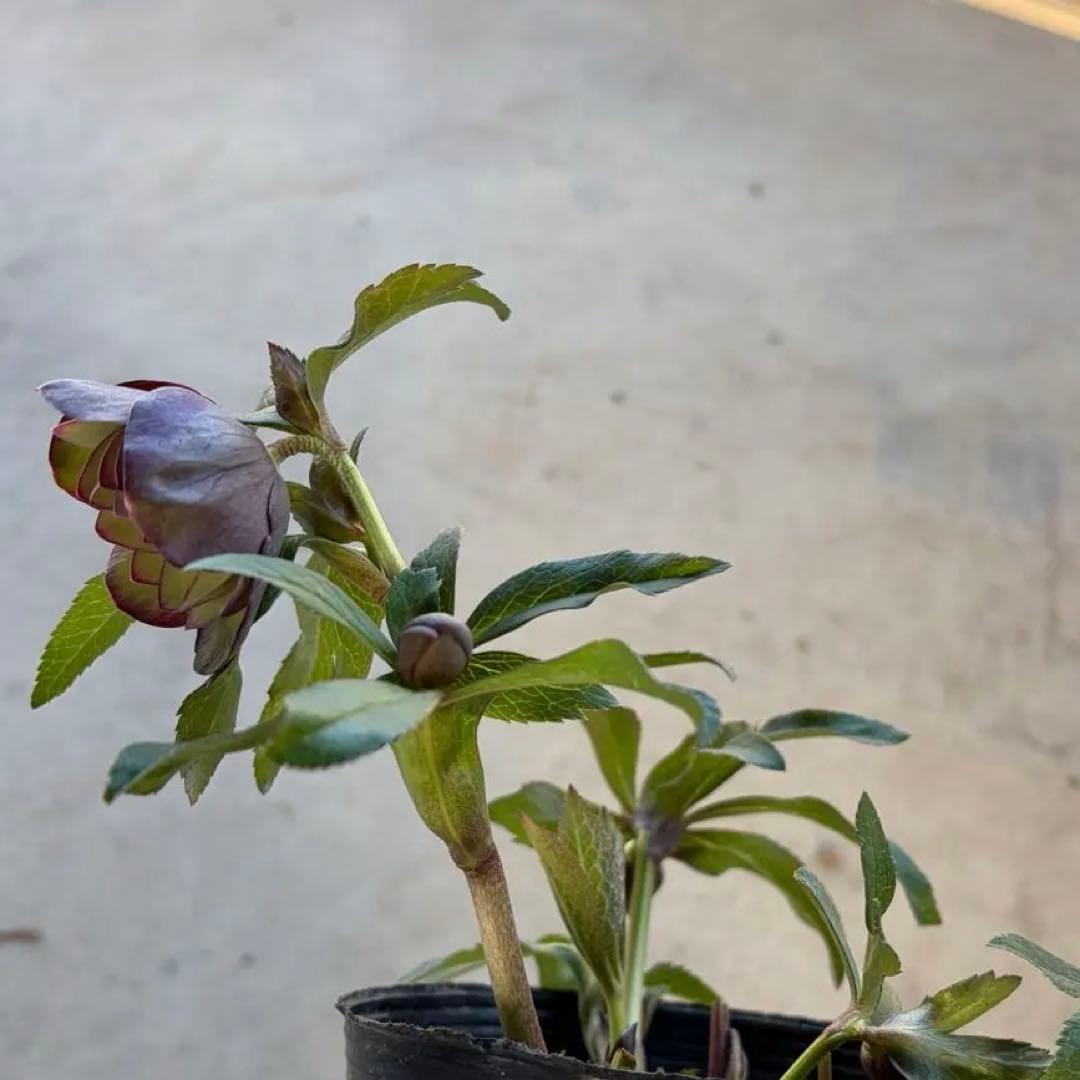 014 クリスマスローズ　開花株 ddグリーンバイカラー