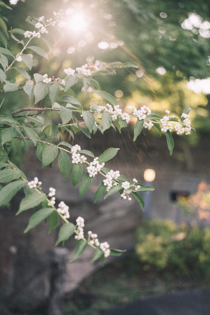 国産！華やかエアリー 小西六 HEXAR 50mm F3.5 オールドレンズ