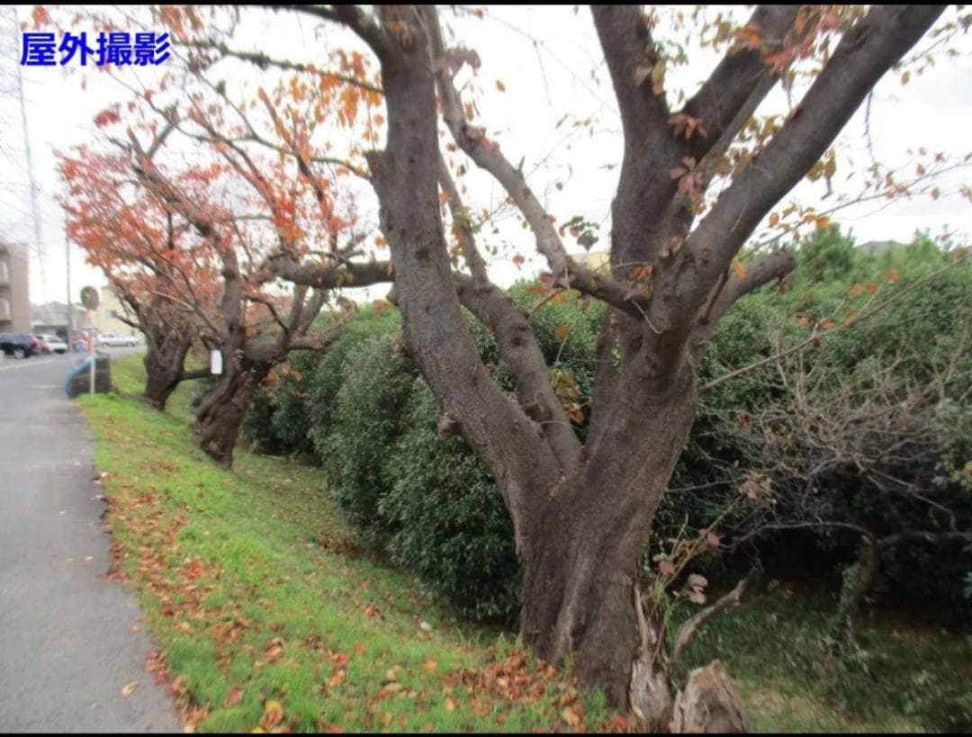 【美品：実写あり】Canon IXY160 シルバー　デジカメ 120210