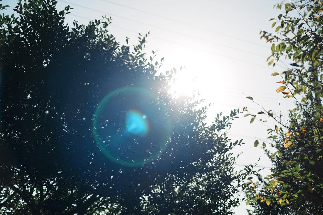 【整＆テ済】 Carl Zeiss Planar 50mm F1.7 482