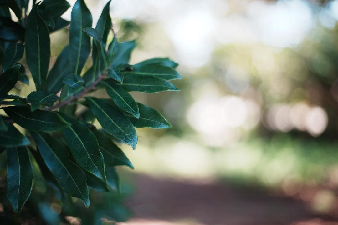 【整＆テ済】 Carl Zeiss Planar 50mm F1.7 482