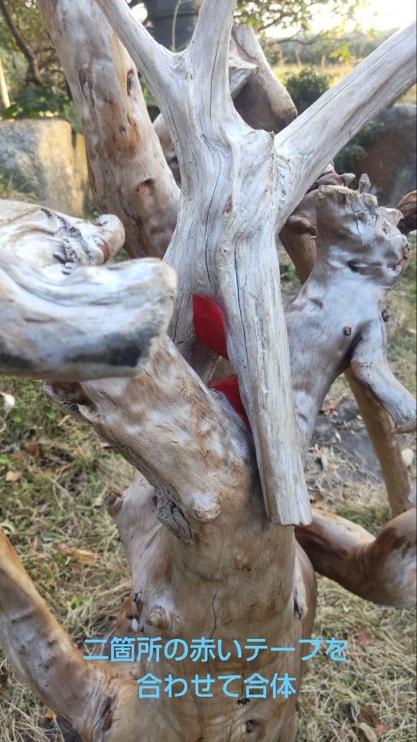 バードアスレチック　流木　インコ　鳥用止まり木