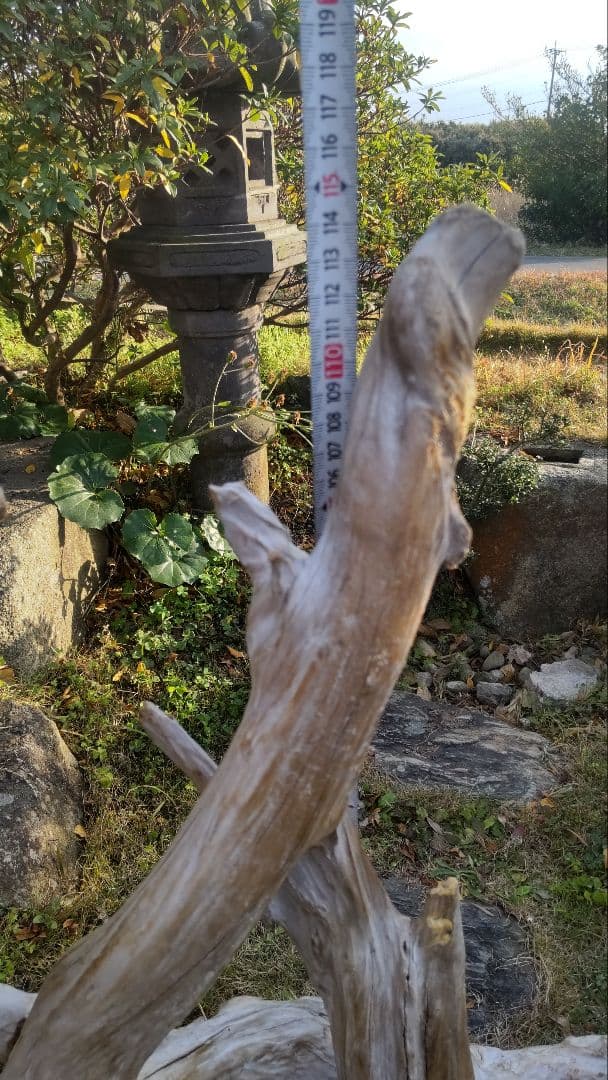 バードアスレチック　流木　インコ　鳥用止まり木