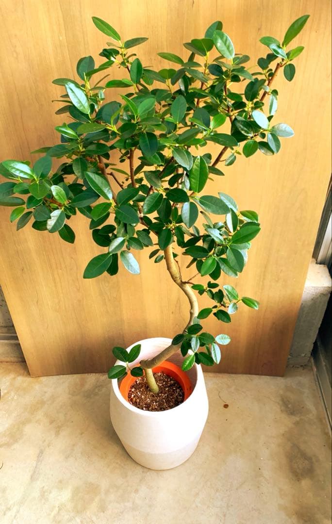 Raki　　フランスゴム　リビングサイズ