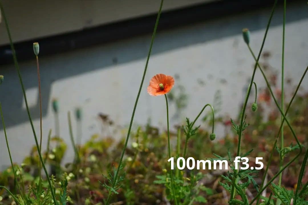 作例つき作動品 OLYMPUS PEN FT レンズ2本付き ハーフカメラ