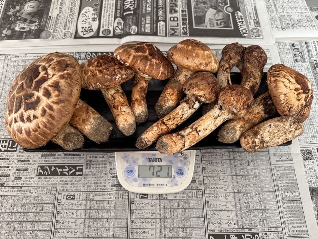松茸　北海道　700g 訳あり　送料込