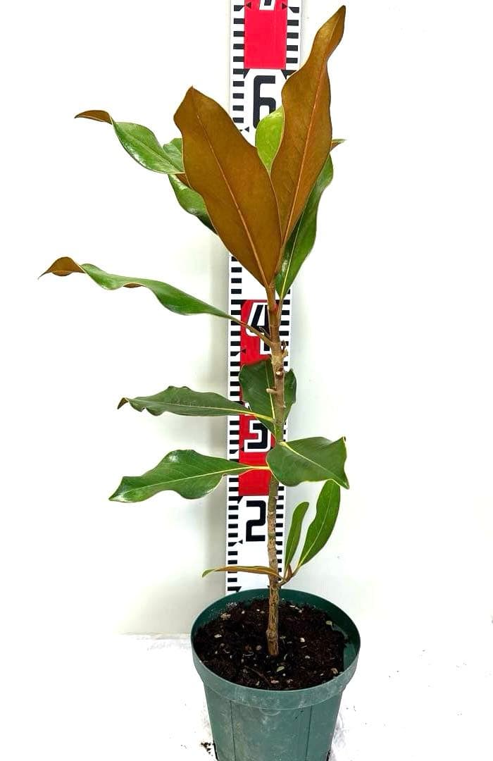 34.ケイパレス マグノリア 泰山木 タイサンボク 苗 苗木 小型品種