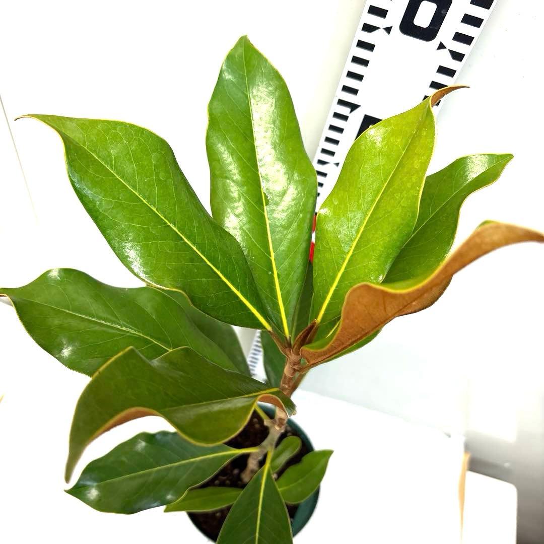 34.ケイパレス マグノリア 泰山木 タイサンボク 苗 苗木 小型品種