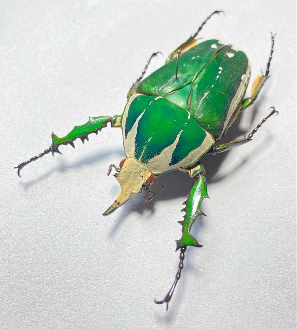 オオツノカナブントルクアータ　約71ミリ　’86 コートジボワール産