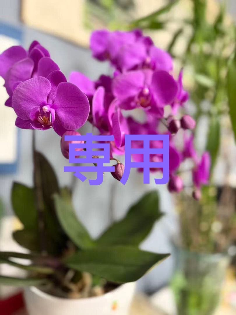 ★まゆこ★XL白