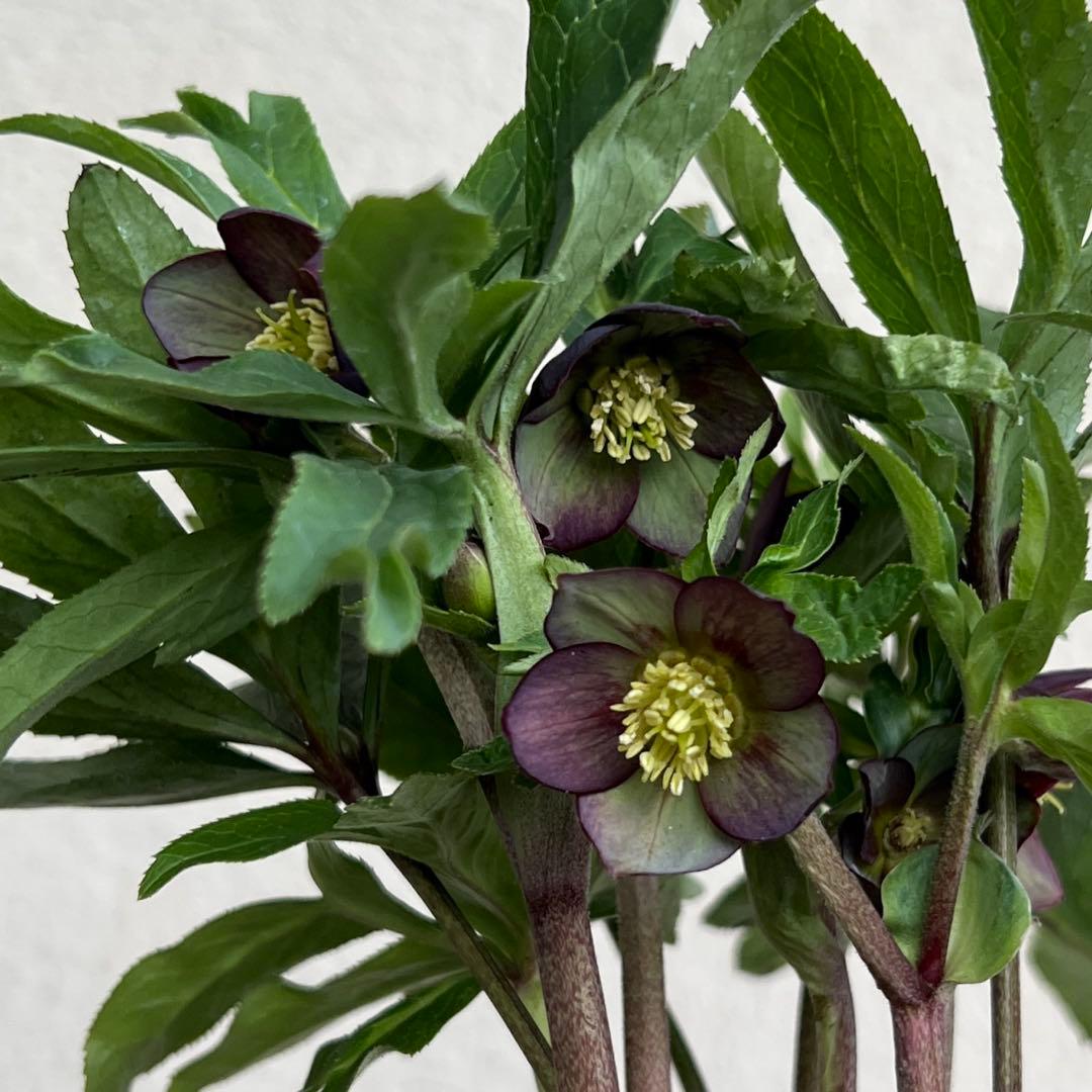 クロアチカス　原種　クリスマスローズ　開花苗　ベイン　小輪　sd