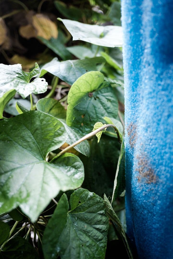 Fujinon　xf 18mm f/2 r レンズ ほぼ新品 作例あり