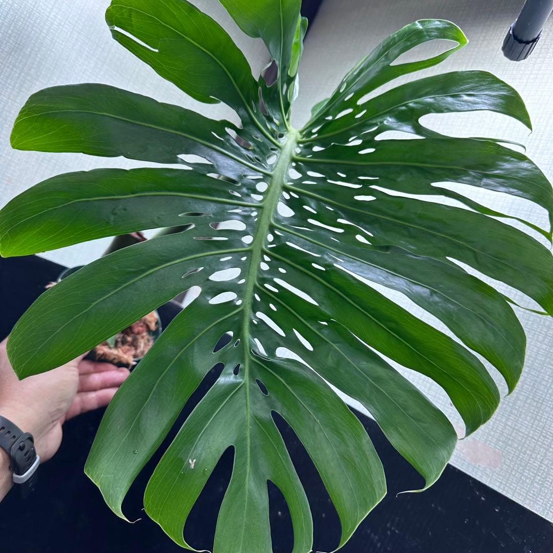 k*u様 モンステラデリシオーサマクロコズム超希少系統鉢植え