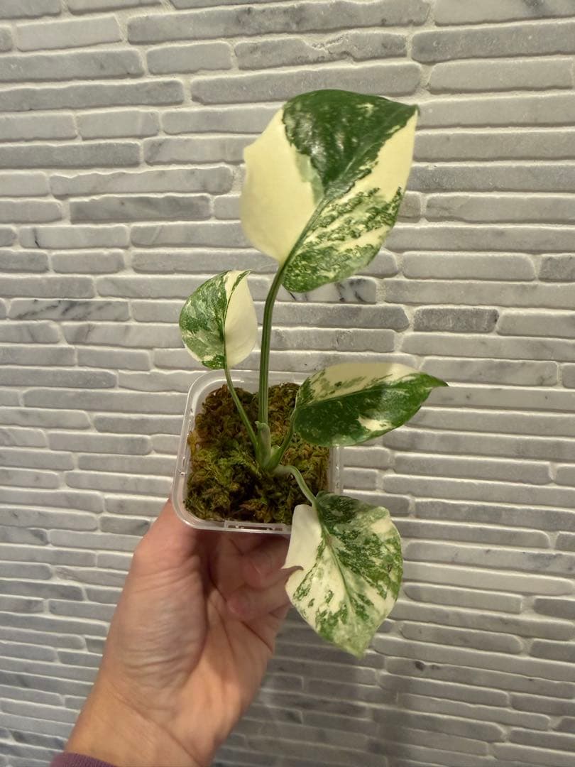 モンステラ レガシー　斑入り