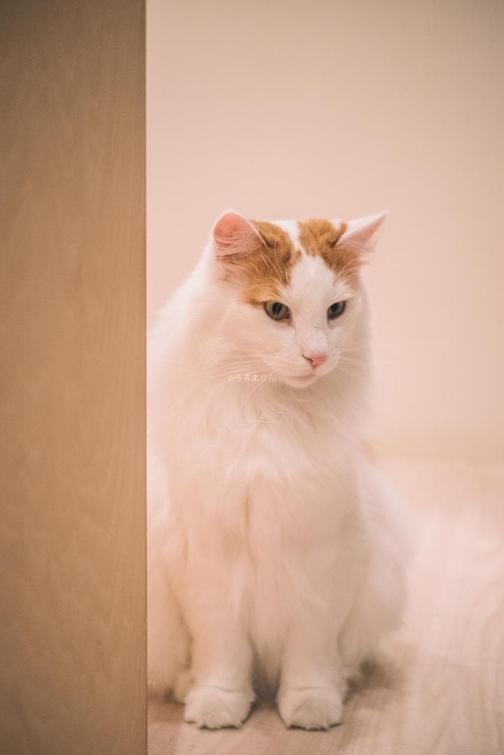 良品！星ボケ希少等倍マクロレンズ！Macro-Takumar 50mm F4